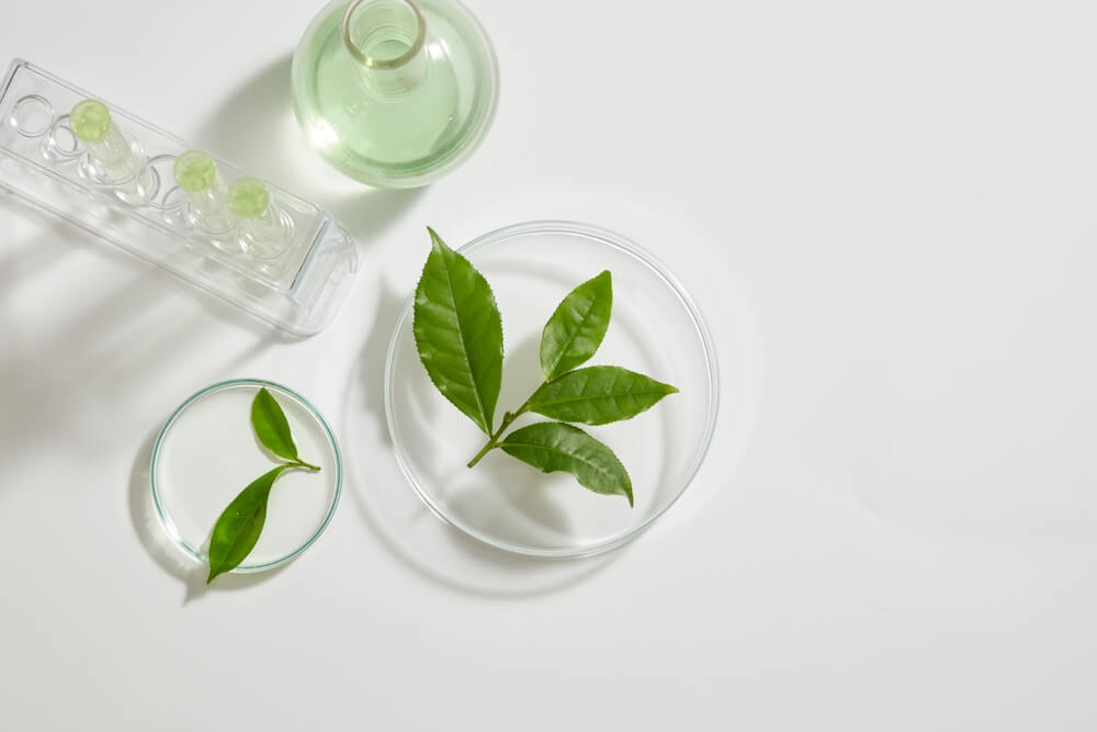 green tea extract skincare